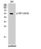 Telomeric Repeat Binding Factor 1 antibody, STJ90560, St John