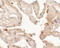 NK2 Homeobox 1 antibody, A01322, Boster Biological Technology, Immunohistochemistry paraffin image 