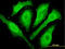 Cytoglobin antibody, LS-C105200, Lifespan Biosciences, Immunofluorescence image 