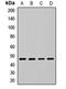 Flotillin 2 antibody, LS-C668220, Lifespan Biosciences, Western Blot image 