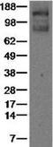 Fms Related Tyrosine Kinase 1 antibody, 14-5936-82, Invitrogen Antibodies, Western Blot image 