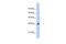 TRNA Selenocysteine 1 Associated Protein 1 antibody, PA5-41874, Invitrogen Antibodies, Western Blot image 