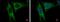 Leucine Rich Pentatricopeptide Repeat Containing antibody, PA5-30357, Invitrogen Antibodies, Immunofluorescence image 