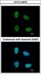 Nuclear cap-binding protein subunit 1 antibody, GTX114570, GeneTex, Immunocytochemistry image 