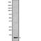 Cytochrome C Oxidase Subunit 6A1 antibody, PA5-68026, Invitrogen Antibodies, Western Blot image 