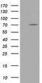 Tripartite Motif Containing 2 antibody, CF501551, Origene, Western Blot image 