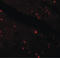 Klotho antibody, LS-B7010, Lifespan Biosciences, Immunofluorescence image 