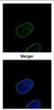 Lamin B2 antibody, NBP2-19325, Novus Biologicals, Immunofluorescence image 