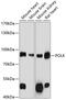 DNA Polymerase Kappa antibody, GTX66099, GeneTex, Western Blot image 
