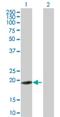 Zinc Finger Protein 26 antibody, H00007574-B01P, Novus Biologicals, Western Blot image 