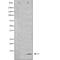 Pancreatic secretory trypsin inhibitor antibody, orb228374, Biorbyt, Western Blot image 