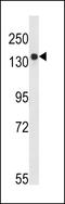 AT-rich interactive domain-containing protein 3B antibody, LS-B9005, Lifespan Biosciences, Western Blot image 