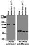 Slo2.2 antibody, 73-051, Antibodies Incorporated, Western Blot image 