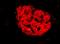 Human Pancreas Marker HPi4 antibody, MA5-16129, Invitrogen Antibodies, Immunofluorescence image 