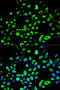 Tyrosine 3-Monooxygenase/Tryptophan 5-Monooxygenase Activation Protein Theta antibody, 18-714, ProSci, Immunofluorescence image 