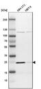 Progesterone Receptor Membrane Component 1 antibody, NBP1-83220, Novus Biologicals, Western Blot image 
