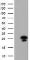 Adenylate Kinase 3 antibody, TA501835, Origene, Western Blot image 