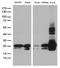 Caveolin 1 antibody, LS-C799943, Lifespan Biosciences, Western Blot image 