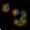 NME/NM23 Nucleoside Diphosphate Kinase 1 antibody, LS-C812722, Lifespan Biosciences, Immunofluorescence image 