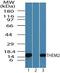 Acyl-CoA Thioesterase 13 antibody, PA5-23272, Invitrogen Antibodies, Western Blot image 