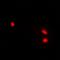 Helicase, Lymphoid Specific antibody, orb340983, Biorbyt, Immunofluorescence image 