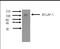 Cytochrome P450 Family 3 Subfamily A Member 4 antibody, TA352868L, Origene, Western Blot image 