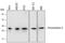 Peroxiredoxin 4 antibody, AF5460, R&D Systems, Western Blot image 