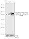 Ribosomal Protein S6 Kinase A1 antibody, 711336, Invitrogen Antibodies, Western Blot image 