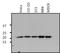 ADP Ribosylation Factor 1 antibody, NBP2-29906, Novus Biologicals, Western Blot image 