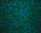 WNV Core protein antibody, NBP2-41054, Novus Biologicals, Immunofluorescence image 