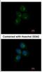 Chitinase Acidic antibody, NBP2-15880, Novus Biologicals, Immunocytochemistry image 