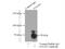 ENOX2 antibody, 10423-1-AP, Proteintech Group, Immunoprecipitation image 