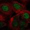 REST Corepressor 1 antibody, NBP2-38720, Novus Biologicals, Immunocytochemistry image 