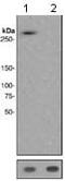 Mechanistic Target Of Rapamycin Kinase antibody, ab109268, Abcam, Western Blot image 