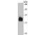 Synuclein Alpha antibody, NBP2-80442, Novus Biologicals, Western Blot image 