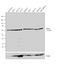 Eukaryotic Translation Initiation Factor 2 Alpha Kinase 2 antibody, 700286, Invitrogen Antibodies, Western Blot image 