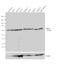 Eukaryotic Translation Initiation Factor 2 Alpha Kinase 2 antibody, 700286, Invitrogen Antibodies, Western Blot image 