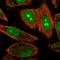 ENSA antibody, HPA051294, Atlas Antibodies, Immunofluorescence image 