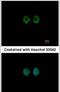 MOK Protein Kinase antibody, PA5-34705, Invitrogen Antibodies, Immunofluorescence image 