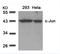 Jun Proto-Oncogene, AP-1 Transcription Factor Subunit antibody, orb14436, Biorbyt, Western Blot image 
