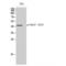 Cell Division Cycle 37 antibody, LS-C381344, Lifespan Biosciences, Western Blot image 