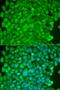 Sarcoglycan Epsilon antibody, orb167244, Biorbyt, Immunofluorescence image 