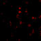 Apoptosis Antagonizing Transcription Factor antibody, 3039, ProSci, Immunofluorescence image 