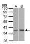 Protein Phosphatase 2 Catalytic Subunit Alpha antibody, PA5-28419, Invitrogen Antibodies, Western Blot image 