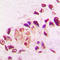 Thyroid Hormone Receptor Alpha antibody, LS-C352943, Lifespan Biosciences, Immunohistochemistry frozen image 