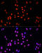 Histone Cluster 4 H4 antibody, 16-839, ProSci, Immunofluorescence image 