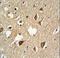 Small Ubiquitin Like Modifier 1 antibody, LS-C161612, Lifespan Biosciences, Immunohistochemistry paraffin image 