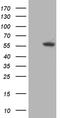 TRNA Methyltransferase 5 antibody, MA5-27125, Invitrogen Antibodies, Western Blot image 