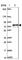 Adenylate Kinase 5 antibody, HPA057255, Atlas Antibodies, Western Blot image 