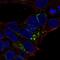 Alpha 2-HS Glycoprotein antibody, PA5-51593, Invitrogen Antibodies, Immunofluorescence image 